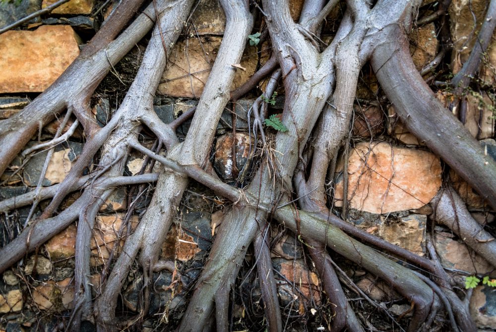 Tree roots at Cheetah Ridge